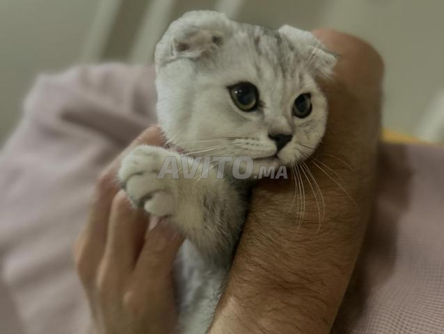 Mâle Scottish Fold - 2