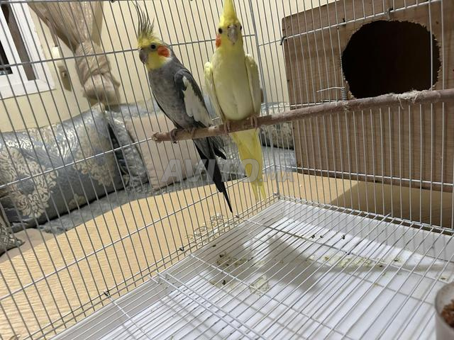 Couple Calopsittes 🕊 - 2