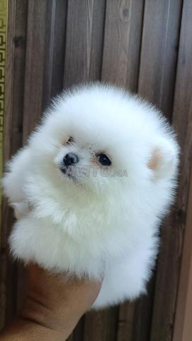 Chiot Pomeranian - 2