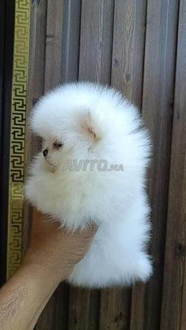 Chiot Pomeranian
