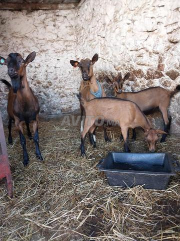 للبيع معزة سداسية عندها ذكر وأنثى وجدي سنان - 2