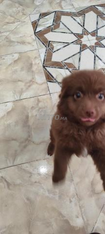 Chiot Kali Koni chocolat - 2