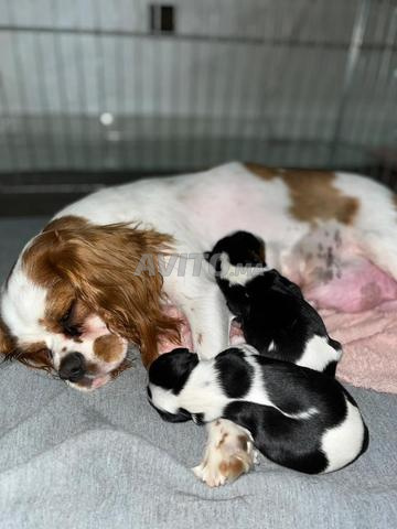 Mâle Cavalier King Charles - 2