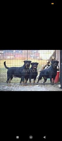 Super chiots rottweiler pure race - 2