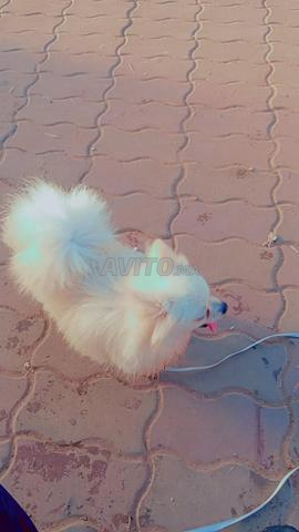 Spitz nain Loulou petite taille - 2