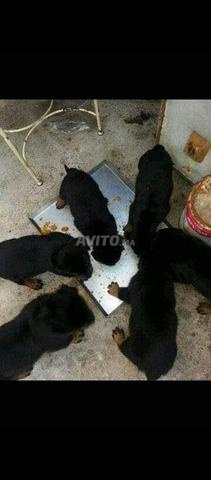 Bébé rottweiler - 2