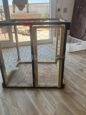 Cage pour poules et oiseaux - 2
