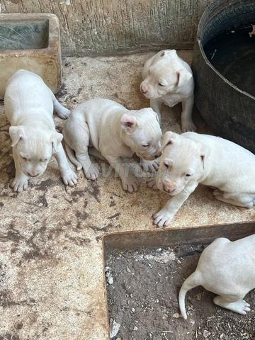Chiot Argentine - 2