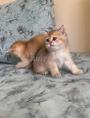 Chatons British Shorthair - 2