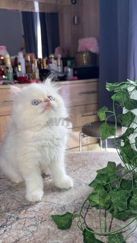Chaton Himalaya Persan Royal Cream Point - 2