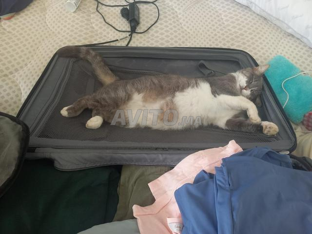 Chat vacciné et stérilisé à donner