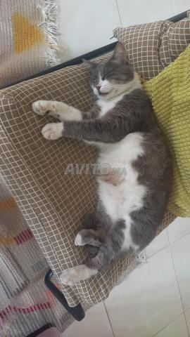 Chat vacciné et stérilisé à donner