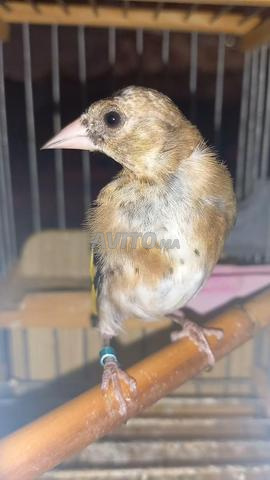 طائر قرع جيد داخل الحفظ - 2