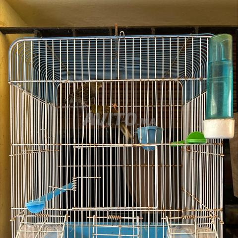 Couple de canaris en parfaite santé avec cage - 2