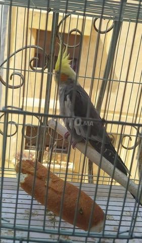 زوج من طيور الكوكتيل