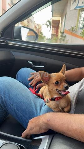 Mâle Chihuahua 6 mois vacciné - 2