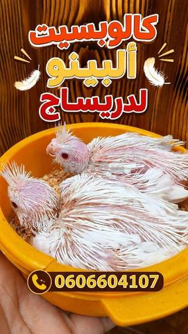 كالوبسيت البينو للدراسة والتدريب، أهلاً بالجميع