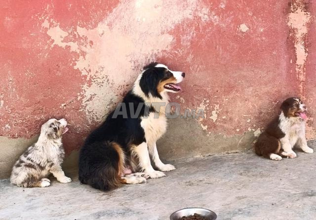 Chiot de Berger australien pedigree FCI