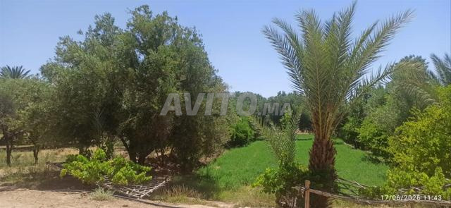 أرض للبيع 15 كم على ورزازات - 2