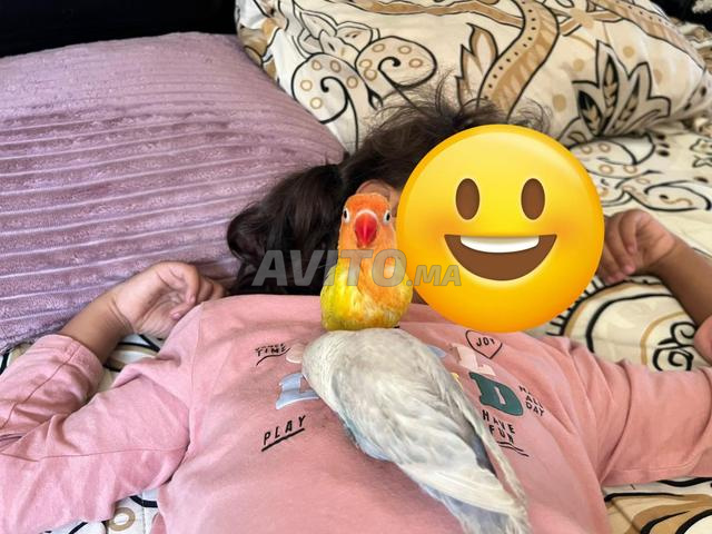 فيشر مدرب مع قفص