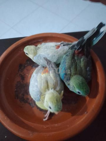 وليدات كروبيون ذكر خضر 2 نتاع بيسطاش - 2