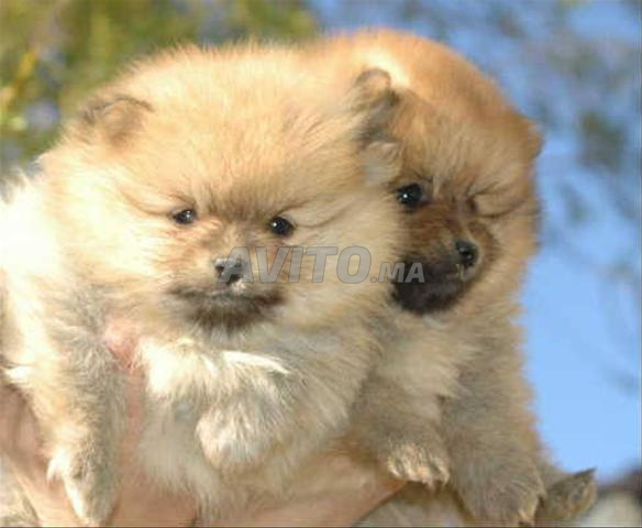 Spitz nain Loulou bébé - 2