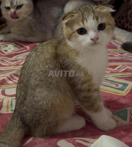 أنثى سكوتش فولد