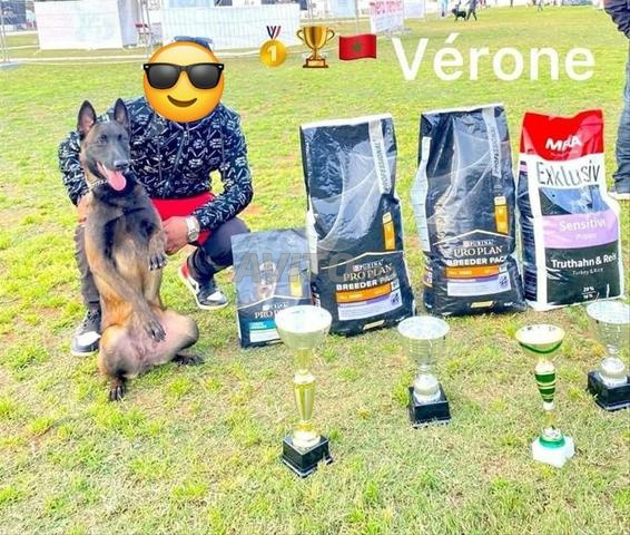 2 femelle malinois charboné pedigree - 2