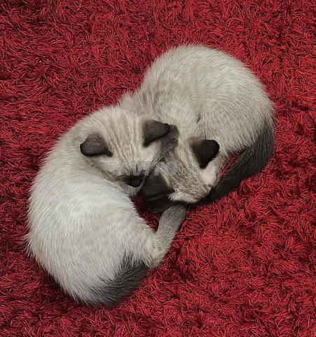 bébé chaton symoi - 2