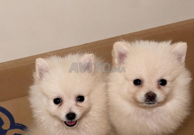 Spitz pomeranian nain - 2