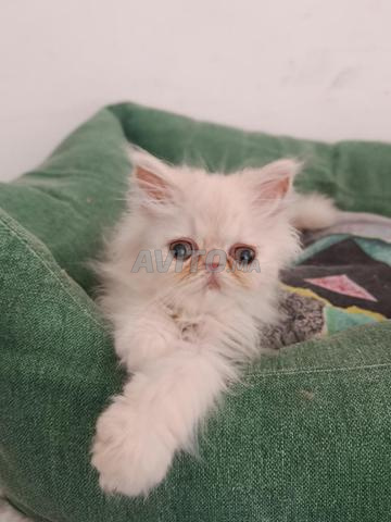 Chaton mâle persan pure race 2 mois - 2