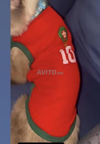 طقم قطط جديد مقاس XL - 2