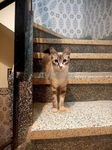 Jolie chatte à vendre - 2