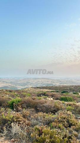 حي الشجيرات طنجة البالية - 2