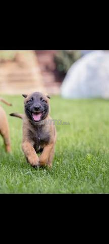 chiot malinois - 2