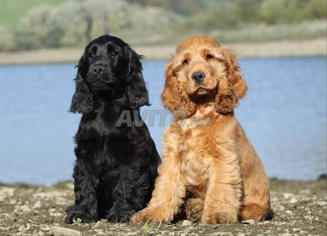 Chiot Cocker Spaniel - 2