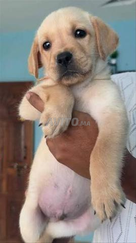 Chiot Labrador - 2
