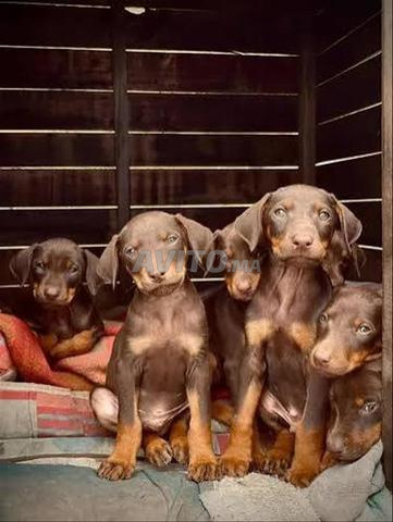 chiot doberman - 2