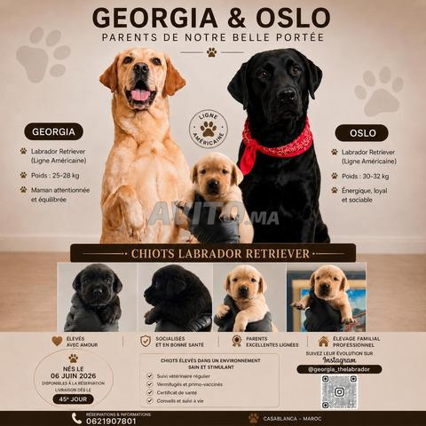 Chiots Labrador Retrievers disponibles à la réservation