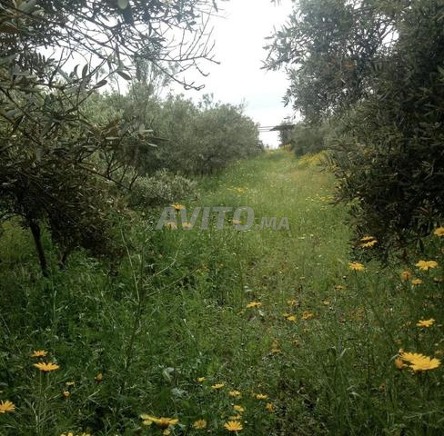 Terrain agricole fertile de 1 hectare à vendre. - 2