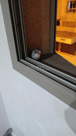Oiseau d'amour à vendre - 2