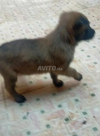 Chiot malinois femelle âge 1 mois non vacciné - 2