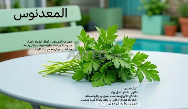 نادل مقهى