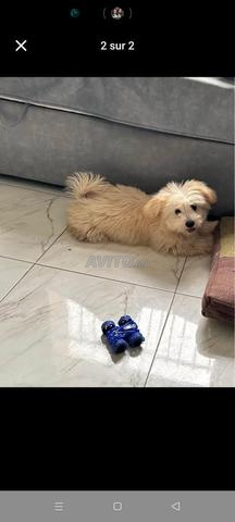 Un très Beau Chien - 2