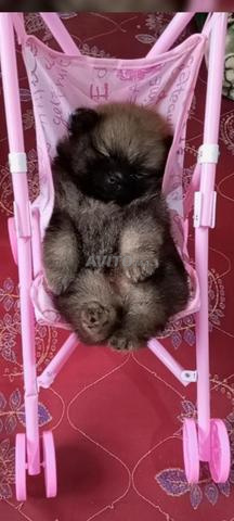 Spitz Pomeranian - 2