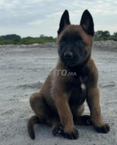Malinois charbonnier