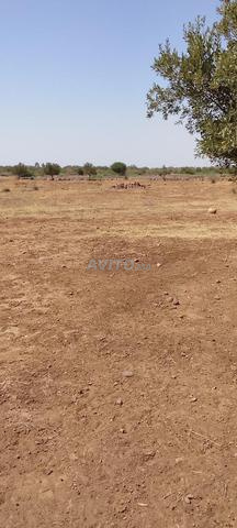 Hectare de terrain à vendre à El Blan avec permis de construire - 2
