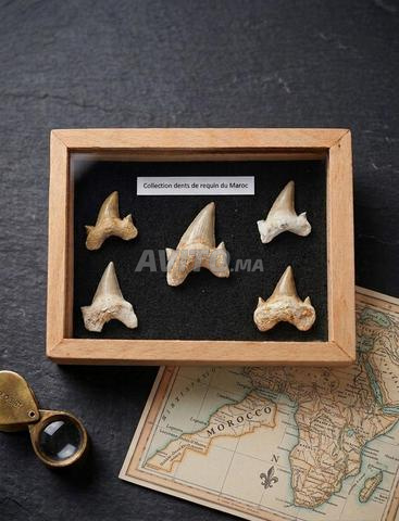 Pièce archéologique rare - 2