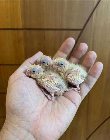 Oiseaux callopsittes à vendre - 2