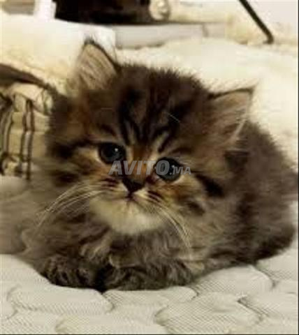 Bébé chaton Norvège - 2
